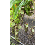 Nepenthes spectabilis ‘Sibuyatan’ – assorted clones: BE-3177 - 6357