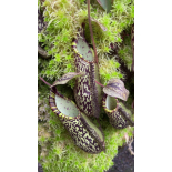 Nepenthes spectabilis ‘Sibuyatan’ – assorted clones: BE-3177 - 6360
