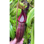 Nepenthes bongso – best selected clone: BE-3036 - 6362