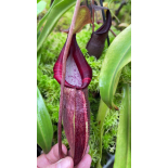 Nepenthes bongso – best selected clone: BE-3036 - 6363