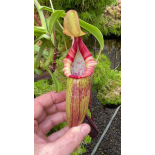 Nepenthes bongso – best selected clone: BE-3036 - 6364