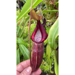 Nepenthes bongso – best selected clone: BE-3036 - 6365