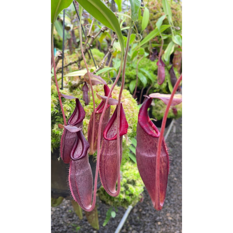Nepenthes bongso – best selected clone: BE-3036