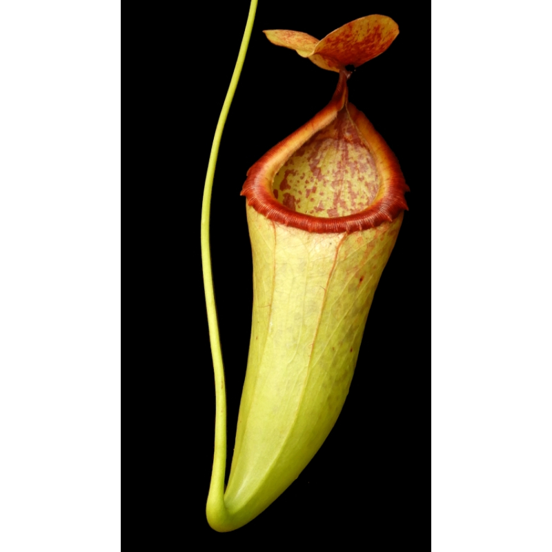 Nepenthes merilliana x campanulata: BE-3473