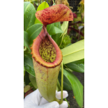 Nepenthes merilliana x campanulata: BE-3473 - 6368