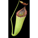 Nepenthes merilliana x campanulata: BE-3473 - 6369