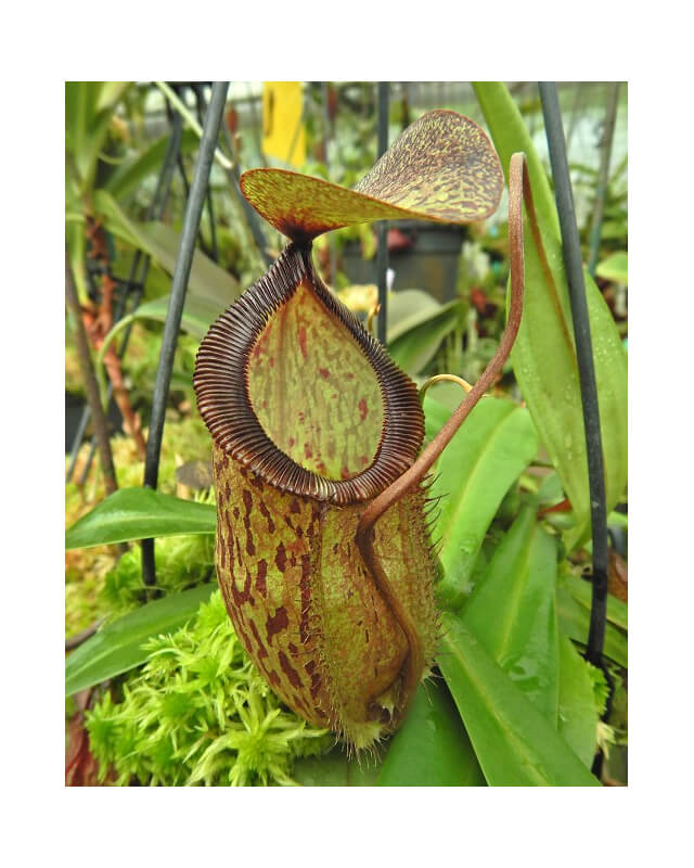 Nepenthes hamata x tenuis: BE-4709