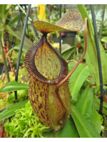 Nepenthes hamata x tenuis: BE-4709 - 6376