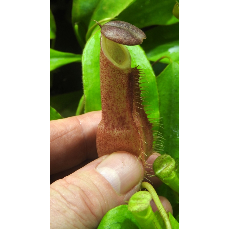 Nepenthes longifolia  single clone:  BE-3704