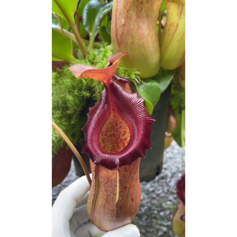 Nepenthes robcantleyi x (sibuyanensis x ventricosa) – assorted clones: BE-3748