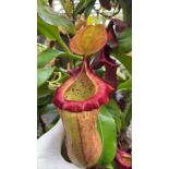 Nepenthes robcantleyi x (sibuyanensis x ventricosa) – assorted clones: BE-3748 - 6381