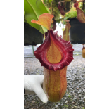 Nepenthes robcantleyi x (sibuyanensis x ventricosa) – assorted clones: BE-3748 - 6382