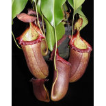 Nepenthes robcantleyi x (sibuyanensis x ventricosa) – assorted clones: BE-3748 - 6383