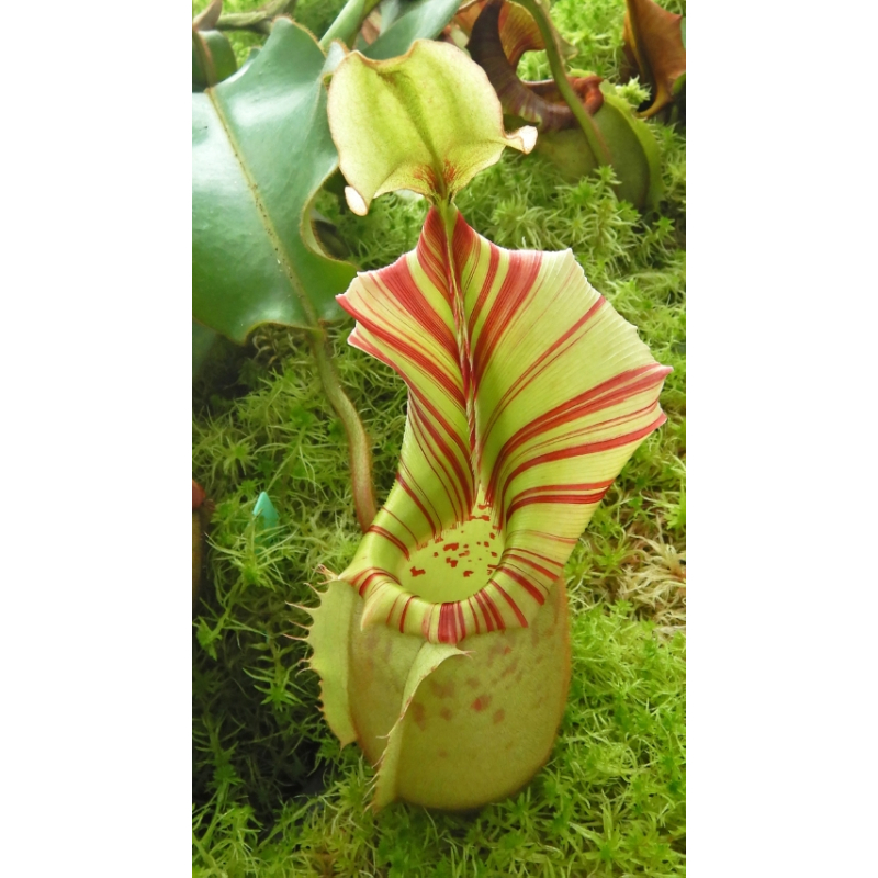 Nepenthes veitchii ‘Bario Highland’ - grex 2: BE-4033-Nepenthes d'altitude
