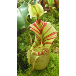 Nepenthes veitchii ‘Bario Highland’ - grex 2: BE-4033 - 6386