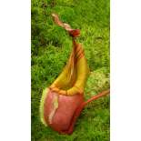 Nepenthes veitchii ‘Bario Highland’ - grex 2: BE-4033 - 6388