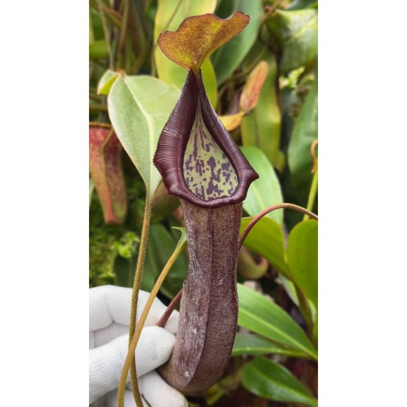 Népenthès burkei x maxima