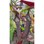 Nepenthes maxima x ramispina – best selected clone: BE-3740 - 6390