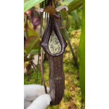 Nepenthes maxima x ramispina – best selected clone: BE-3740 - 6391