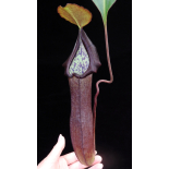 Nepenthes maxima x ramispina – best selected clone: BE-3740 - 6392