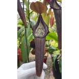Nepenthes maxima x ramispina – best selected clone: BE-3740 - 6393