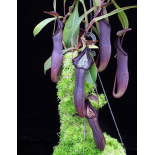 Nepenthes maxima x ramispina – best selected clone: BE-3740 - 6394