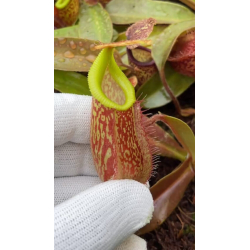 Nepenthes veitchii x ventricosa: BE-4674-Nepenthes d'altitude