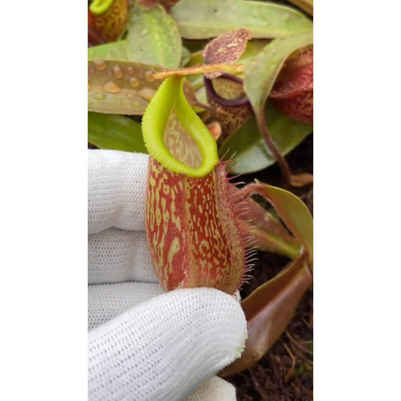 Nepenthes hamata x maxima - assorted clones: BE-4689-Nepenthes d'altitude