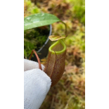Nepenthes leonardoi  FC-319:  BE-4680 - 6401