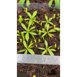 Nepenthes leonardoi  FC-319:  BE-4680 - 6402