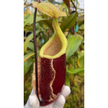 Nepenthes 'Suki' - selected cultivar: BE-3819 - 6403
