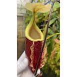 Nepenthes 'Suki' - selected cultivar: BE-3819 - 6404