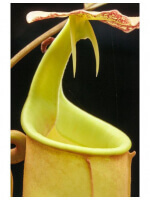 Nepenthes bicalcarata: BE-3031 - 6407