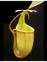 Nepenthes bicalcarata: BE-3031 - 6408
