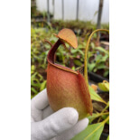 Nepenthes bicalcarata: BE-3031 - 6409