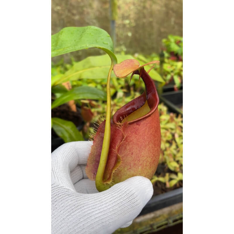 Nepenthes bicalcarata: BE-3031