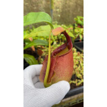 Nepenthes bicalcarata: BE-3031 - 6410