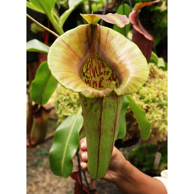 Nepenthes robcantleyi x jacquelineae: BE-4028