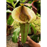 Nepenthes robcantleyi x jacquelineae: BE-4028 - 6411