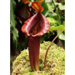 Nepenthes robcantleyi x jacquelineae: BE-4028 - 6412