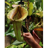 Nepenthes robcantleyi x jacquelineae: BE-4028 - 6413