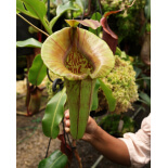 Nepenthes robcantleyi x jacquelineae: BE-4028 - 6414