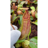Nepenthes veitchii x ephippiata – assorted clones: BE-4708 - 6416