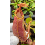 Nepenthes veitchii x ephippiata – assorted clones: BE-4708 - 6417