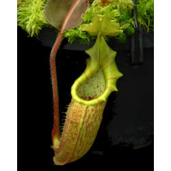 Nepenthes (lowii x macrophylla) x robcantleyi BE 4545-Nepenthes d'altitude