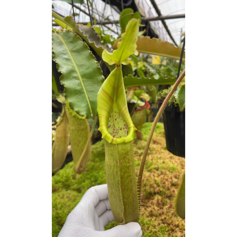 Nepenthes maxima weavy leaf: BE-4081-Nepenthes d'altitude