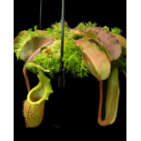 Nepenthes maxima weavy leaf: BE-4081 - 6420