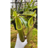 Nepenthes maxima weavy leaf: BE-4081 - 6421