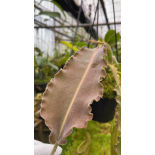 Nepenthes maxima weavy leaf: BE-4081 - 6422