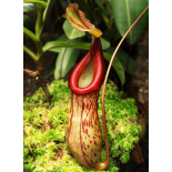 Nepenthes burkei x (burbidgeae x edwardsiana): BE 4531 - 6423